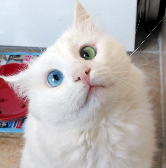 heterochromia-cat-cross-eyed-alos-29 heterochromia-cat-cross-eyed-alos-29