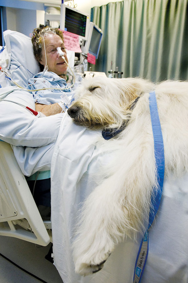 hospital-pets-allowed-animal-therapy-zacharys-paws-for-healing-juravinski-12 hospital-pets-allowed-animal-therapy-zacharys-paws-for-healing-juravinski-12