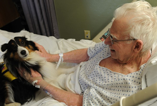 hospital-pets-allowed-animal-therapy-zacharys-paws-for-healing-juravinski-9 hospital-pets-allowed-animal-therapy-zacharys-paws-for-healing-juravinski-9