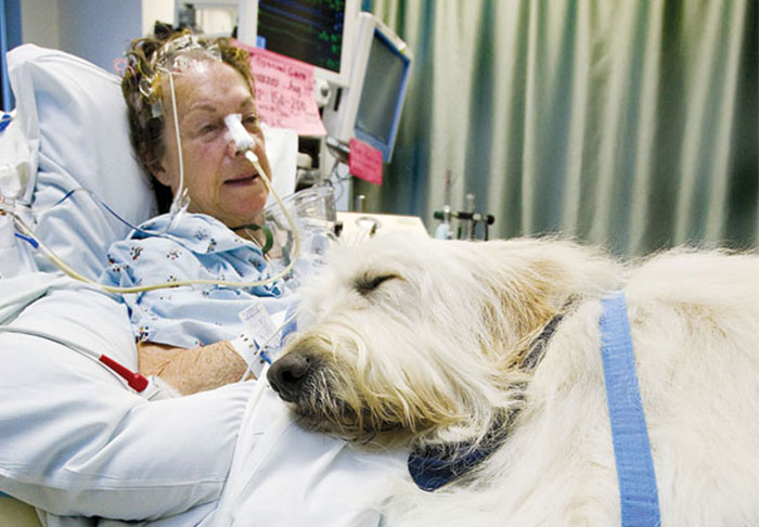 Hospital Lets Pets Visit Their Sick Humans To Make Them Feel Better