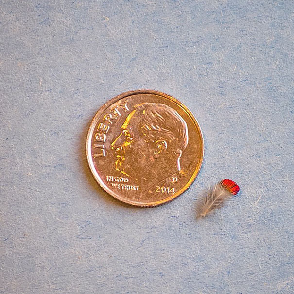 hummingbird-photography-tracy-johnson-california-14