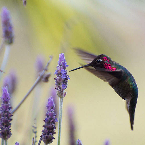 hummingbird-photography-tracy-johnson-california-2