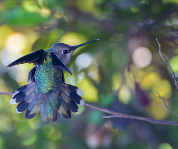hummingbird-photography-tracy-johnson-california-32