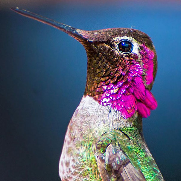 hummingbird-photography-tracy-johnson-california-45