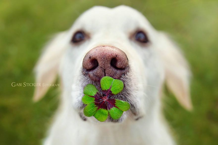 I Photograph My Dogs Enjoying Spring Time