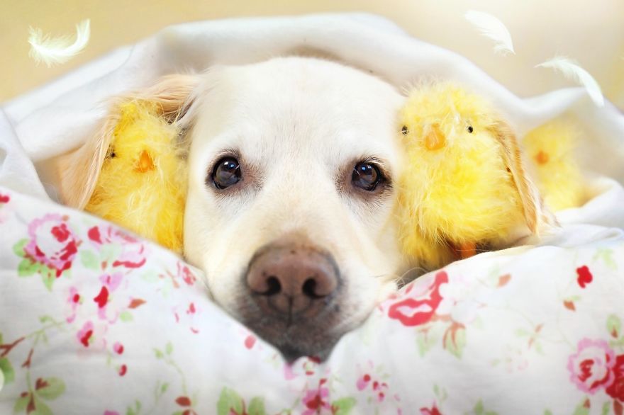 I Photograph My Dogs Enjoying Spring Time