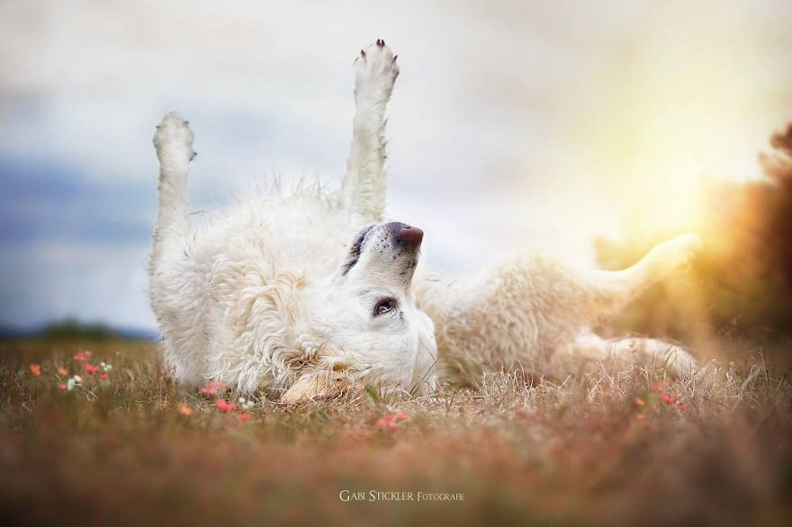 I Photograph My Dogs Enjoying Spring Time