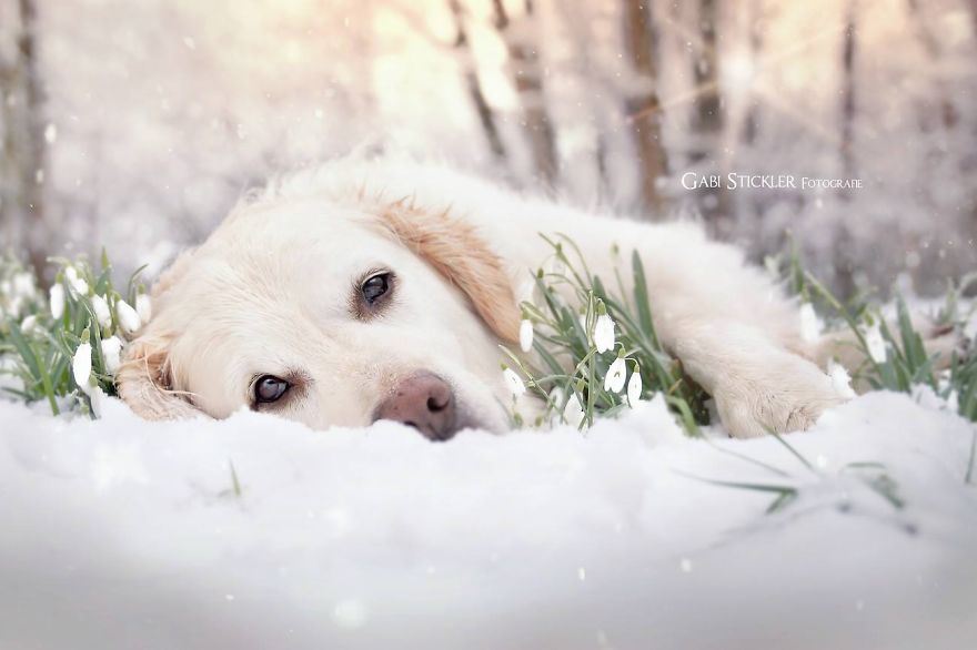 I Photograph My Dogs Enjoying Spring Time