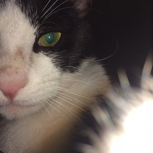 ltspottedorange avatar