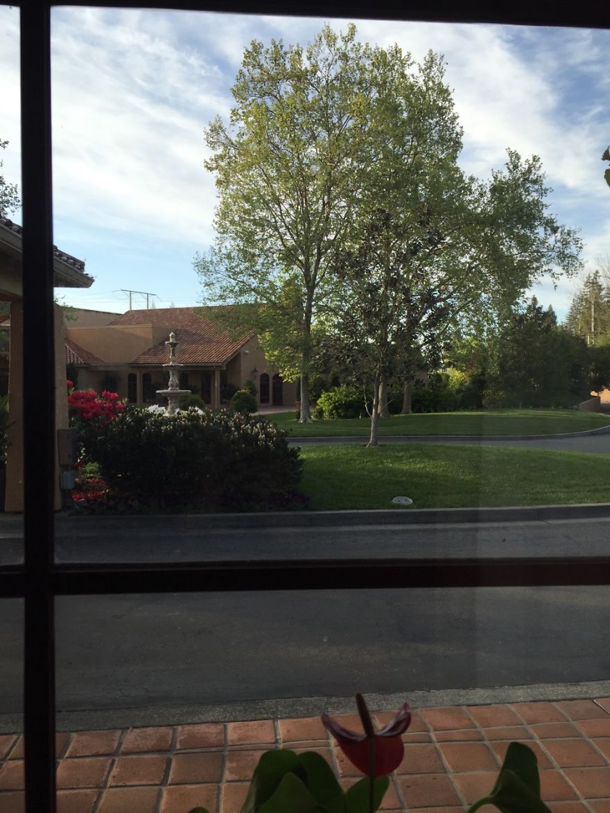 View From My Desk In Wine Country