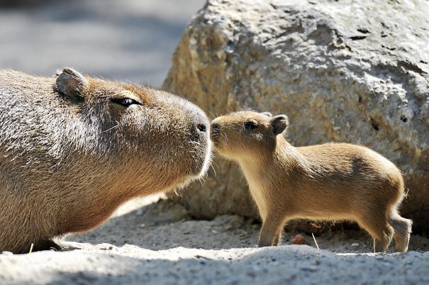 Capybara and baby snuggling, showing friendly interaction in a natural setting.