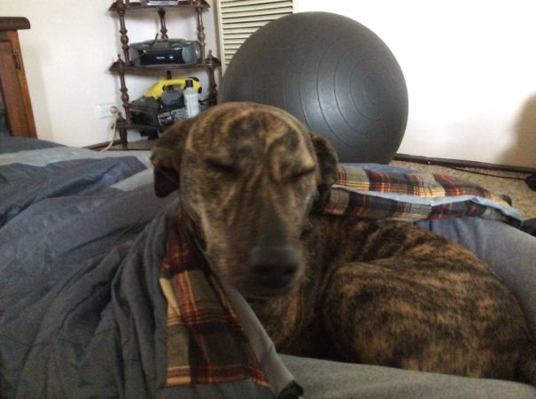 My Pup Thinks Sleeping In My Sleeping Bag Is Just The Best