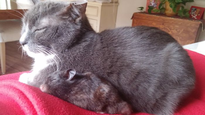 Our Photogenic Hamster Is Best Friends With Chloe, Our Cat Our Photogenic Hamster Is Best Friends With Chloe, Our Cat