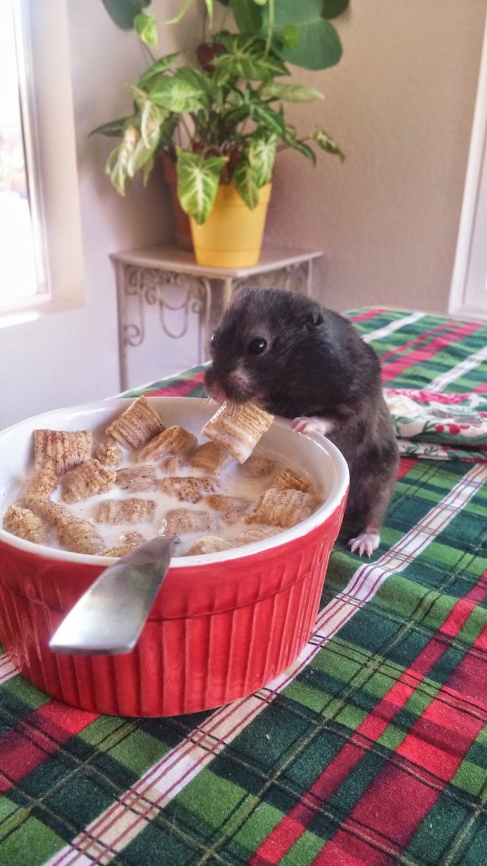 Our Photogenic Hamster Is Best Friends With Chloe, Our Cat Our Photogenic Hamster Is Best Friends With Chloe, Our Cat