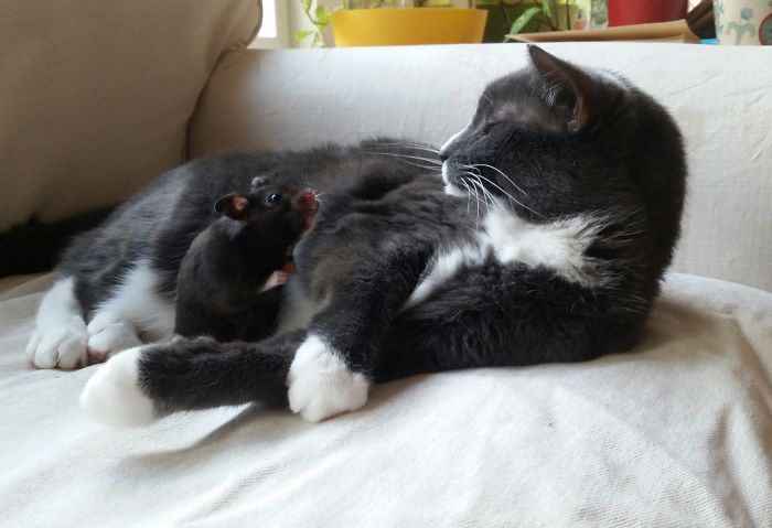 Our Photogenic Hamster Is Best Friends With Chloe, Our Cat Our Photogenic Hamster Is Best Friends With Chloe, Our Cat