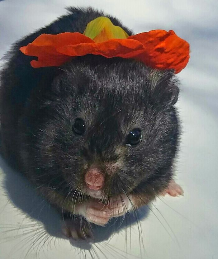 Our Photogenic Hamster Is Best Friends With Chloe, Our Cat Our Photogenic Hamster Is Best Friends With Chloe, Our Cat