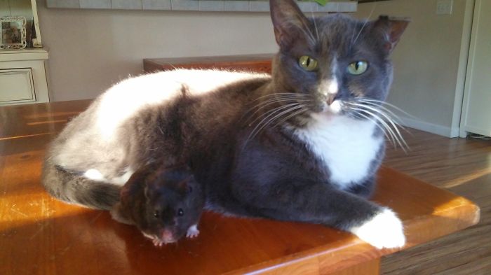 Our Photogenic Hamster Is Best Friends With Chloe, Our Cat Our Photogenic Hamster Is Best Friends With Chloe, Our Cat