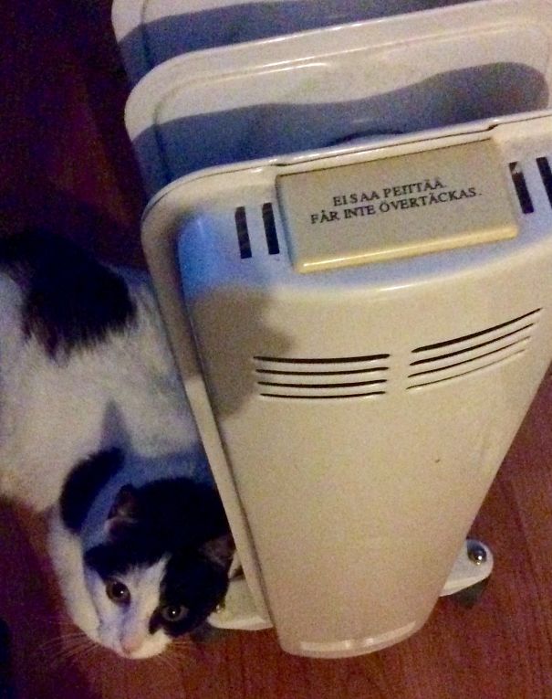 My Cat Is Following The Instructions (do Not Cover).