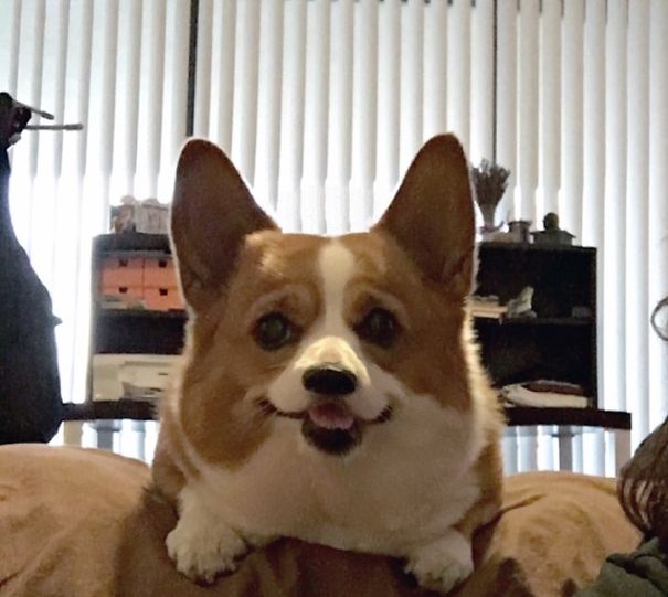 Hamster Or Corgi?