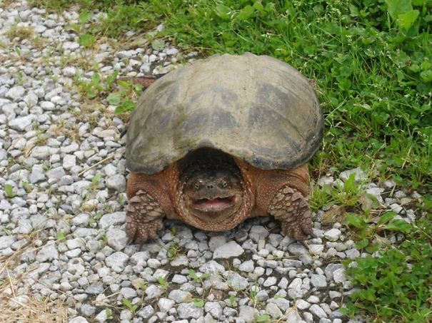 Smiling Turtle