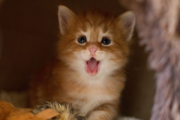 Happy Kitten
