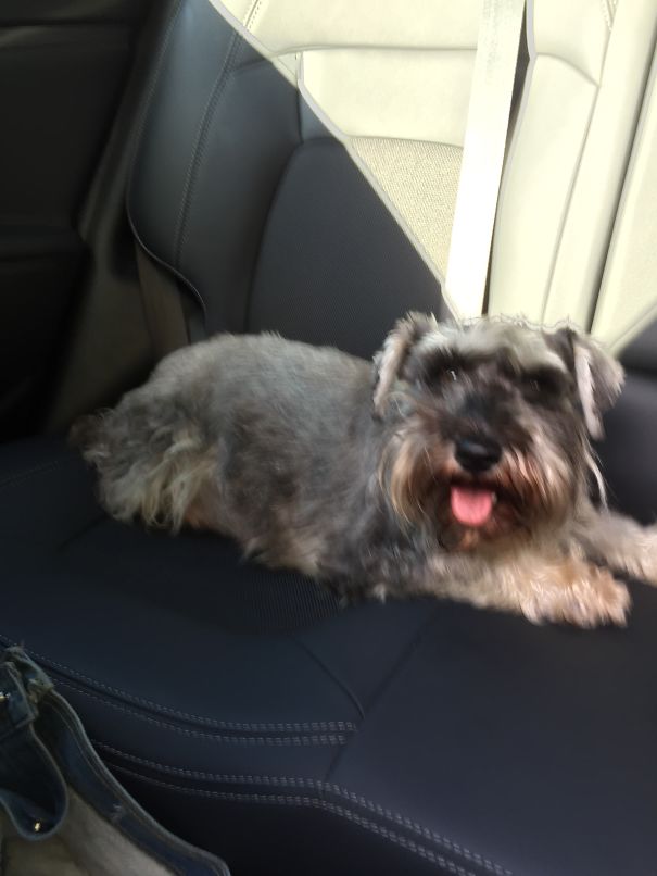 Snchauzers Aren't Always Grumpy 