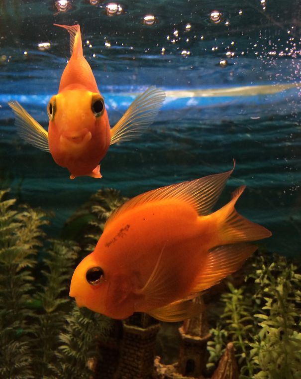 Happy Goldfish