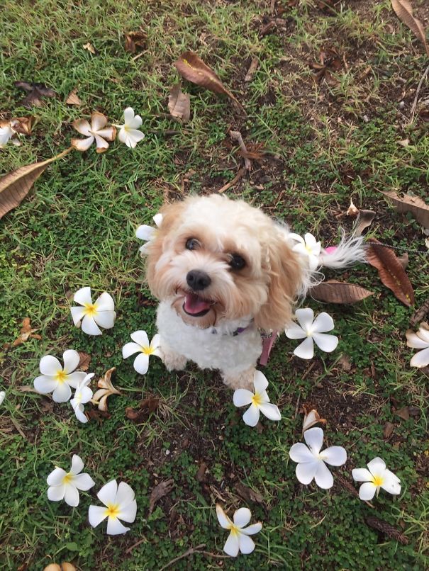 Ruby In The Australian Tropics.