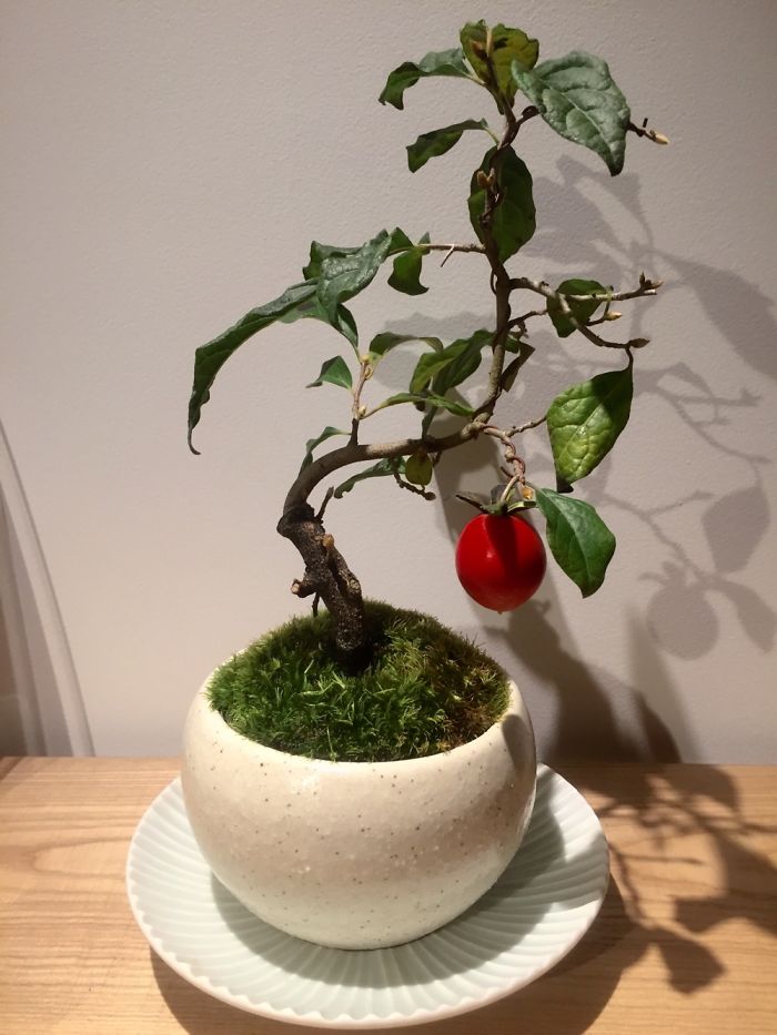 Persimmon Bonsai, Purchased In Higashichaya Geisha District, Kanazawa