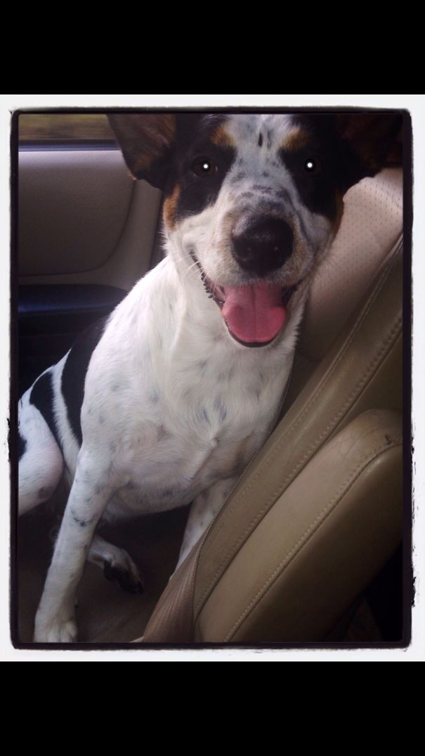 Love Of My Life Loves Rides In The Car:)