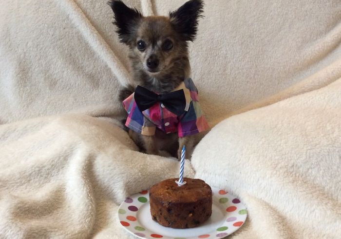 Timmy Dogs 10th Birthday