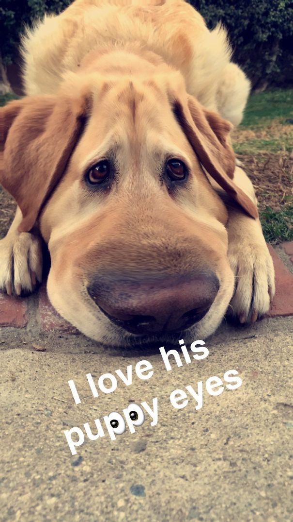 Snapchat Bruno Petsnap