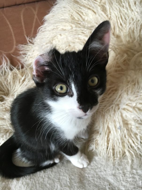 Tommy Kray Aged 10weeks