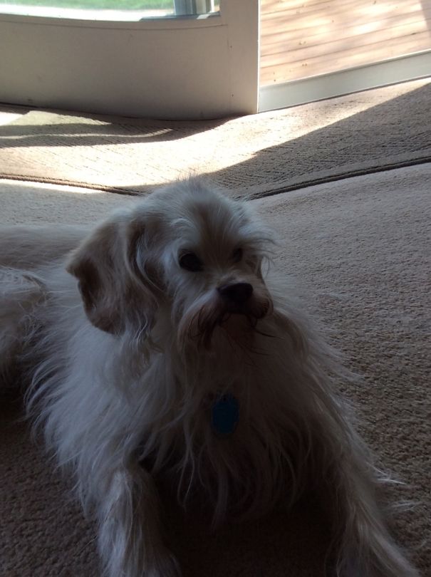 Alien Dog! I Still Love Him Though!