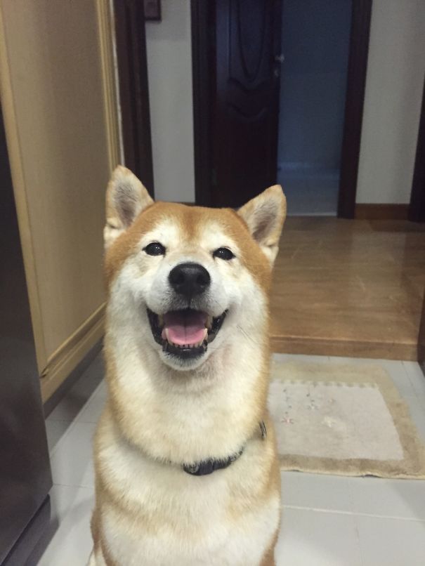 Really Happy Dog