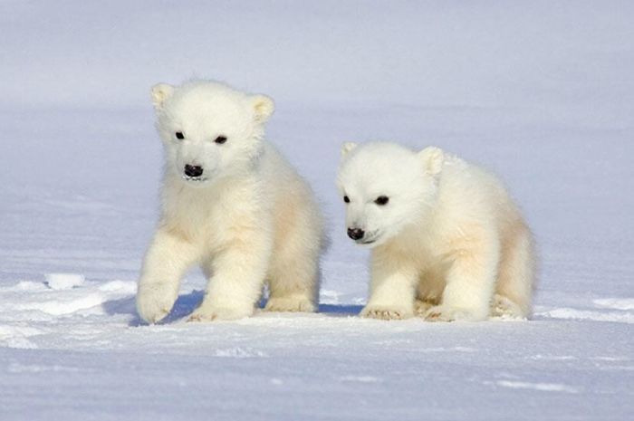 Adorable Polar Bear Cubs (10+ Pics)