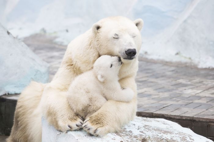 Adorable Polar Bear Cubs (10+ Pics)