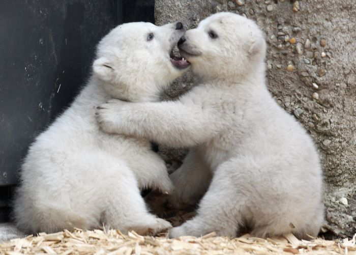 Adorable Polar Bear Cubs (10+ Pics)