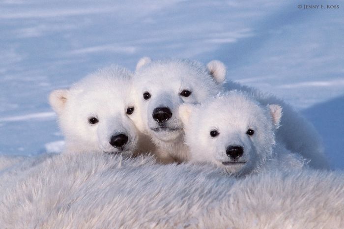 Adorable Polar Bear Cubs (10+ Pics)