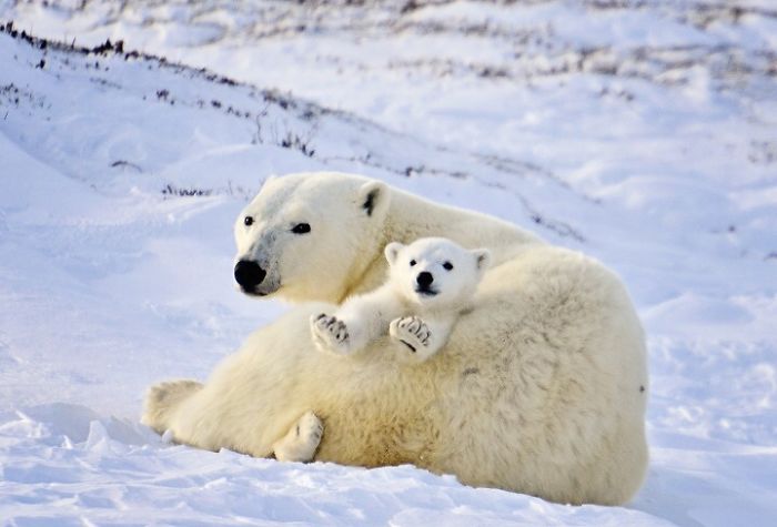 Adorable Polar Bear Cubs (10+ Pics)