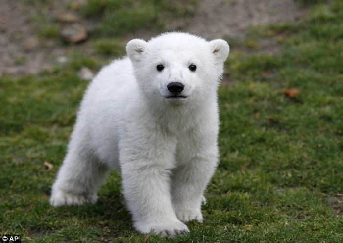 Adorable Polar Bear Cubs (10+ Pics)