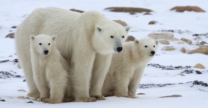 Adorable Polar Bear Cubs (10+ Pics)