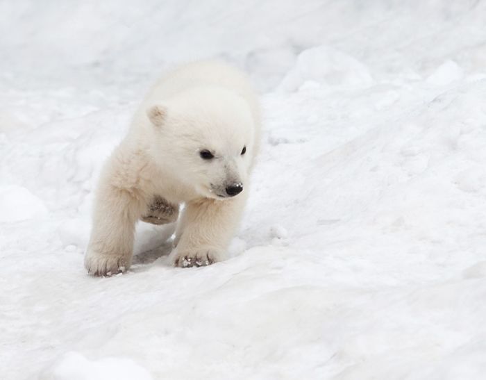 Adorable Polar Bear Cubs (10+ Pics)