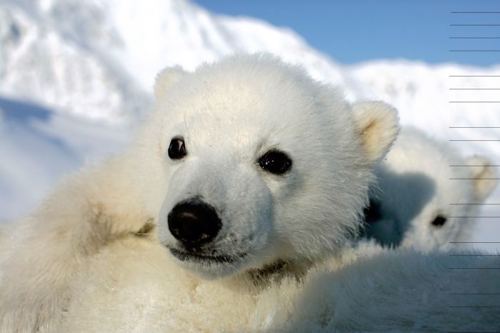 Adorable Polar Bear Cubs (10+ Pics)