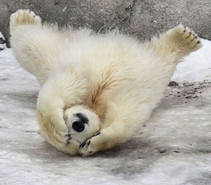 Adorable Polar Bear Cubs (10+ Pics)