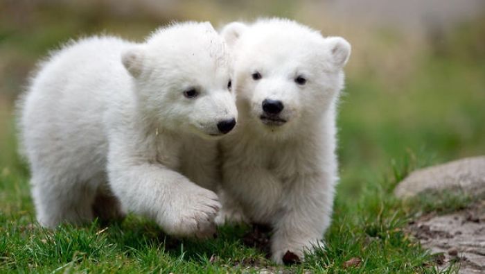 Adorable Polar Bear Cubs (10+ Pics)