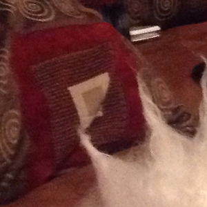 caitlinandbella avatar