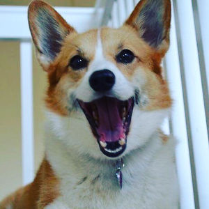 kaylanimartin avatar