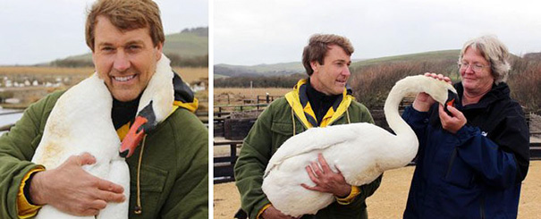 injured-swan-hugs-man-richard-wiese-born-to-explore-abbotsbury-swannery-12