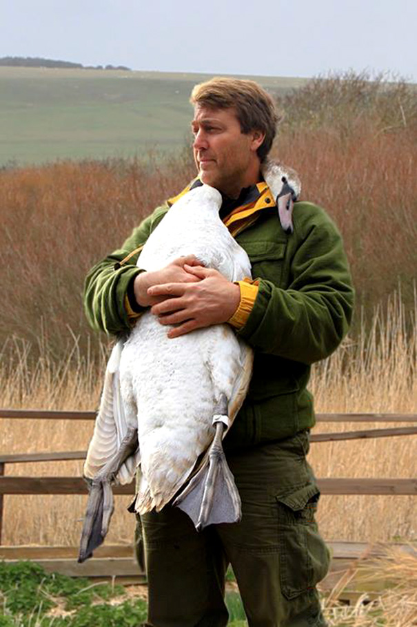 injured-swan-hugs-man-richard-wiese-born-to-explore-abbotsbury-swannery-14